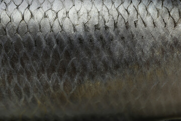 Fresh herring fish texture background, close up