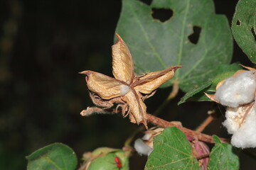 Residue left after cotton extract