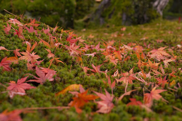 緑の絨毯の上に赤く紅葉した落ち葉がいっぱい