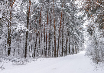Beautiful snowy winter forest. Snow-white road with a ski track. Snow covered trees and bushes