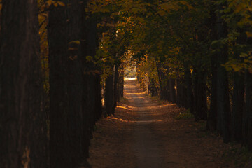 the road in the autumn forest through the trees