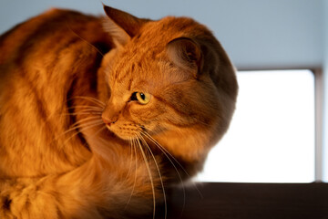 見つめる猫　茶トラ猫