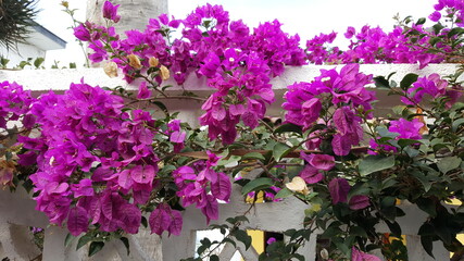 Bougainvillea (Drillingsblume, Wunderblumengewächs)