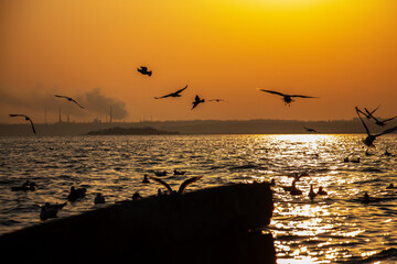 seagulls swimming on the river at sunset