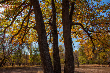 Fototapeta premium three trees in a clearing deep in the autumn forest