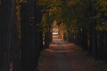 a narrow path in the autumn forest