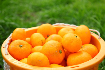 ミカン農家の収穫風景