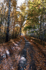 road in the autumn forest in the early morning