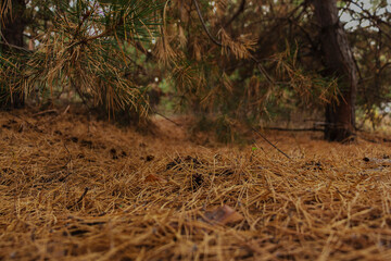 Fototapeta premium carpet of coniferous needles in the autumn forest