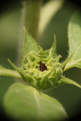Closeup of Lemon Sunflower in the garden.