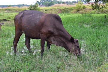 Black cow standing in green field with tall grass and eating grass at farmland in Indonesia