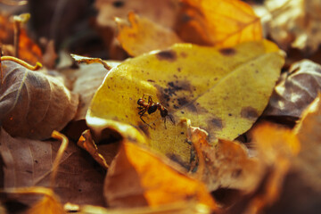 ants on a yellow leaf
