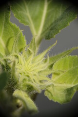 Closeup of Lemon Sunflower in the garden.