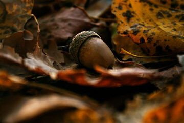 acorn on autumn leaves deep in the forest