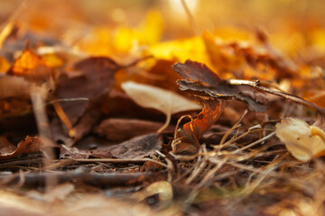 autumn foliage on the ground, macro