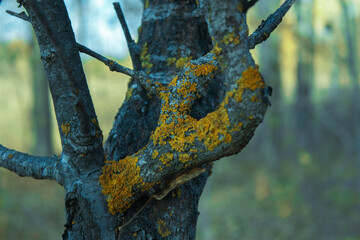 tree trunk covered with moss