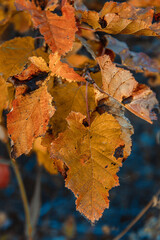 yellow oak leaves in the autumn forest