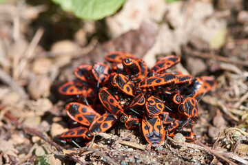 Gemeine Feuerwanze (Pyrrhocoris apterus)	