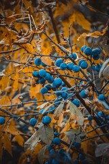 blue thorn on a branch in the autumn forest, blue berry