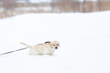 dog portrait of Labrador puppy snow ice winter season weather background.