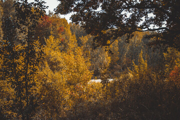 Fototapeta premium lake in the autumn forest