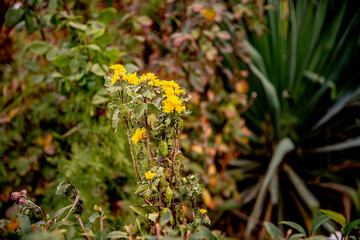 Цветы разные осенние, городские