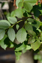 Flowering ash