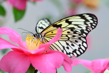 Fototapeta na wymiar Tropical colorful butterfly among camellia