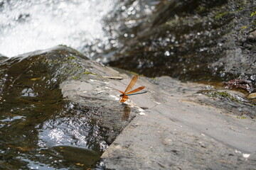 Fototapeta premium 清流とトンボ (滋賀県高島市朽木）