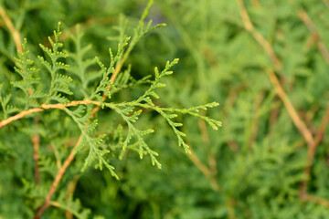 Arborvitae Brabant