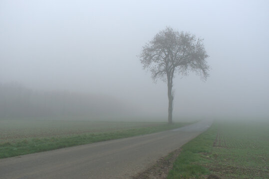 Arbre dans la brume