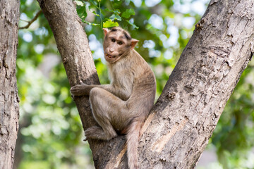 Naklejka na ściany i meble An Indian monkey (Indian macaques, bonnet macaques) sitting at tree branch with funny expression