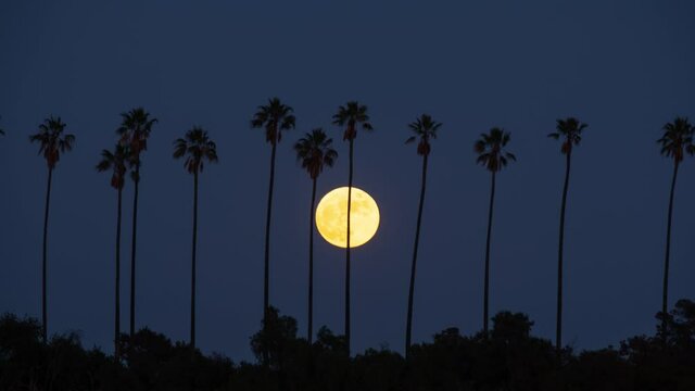 Time lapse of the moon rising from behind a row of palm trees in Los Angeles