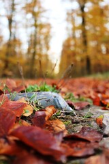 Viernheimer Herbstwald