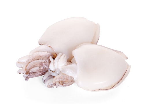 Fresh squid isolated on a white background
