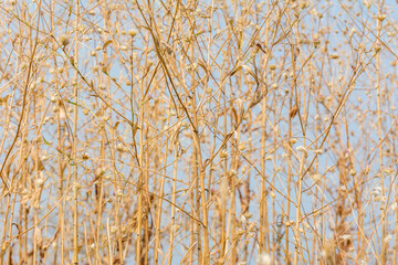 Fototapeta premium Dry grass flowers in autumn on the top of mountains of Sanjay Gandhi National Park, Mumbai, India