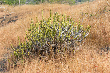 Dry grass with green cacti in autumn on the top of mountains  with black rock land forms of Sanjay Gandhi National Park, Mumbai, India