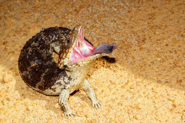 Tiliqua rugosa, the western shingleback or bobtail lizard, threat display with tongue sticking out, near Jerramungup in Western Australia