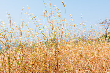 Fototapeta premium Dry grass flowers in autumn on the top of mountains of Sanjay Gandhi National Park, Mumbai, India