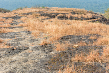 Dry grass flowers  in autumn on the top of mountains of Sanjay Gandhi National Park, Mumbai, India