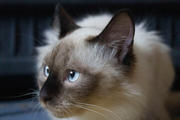 Portrait of cute a Siamese cat at home