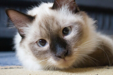 Portrait of cute a Siamese cat at home