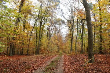 Viernheimer Herbstwald