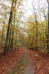 Viernheimer Herbstwald