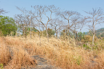 Dry grass flowers  in autumn on the top of mountains of Sanjay Gandhi National Park, Mumbai, India