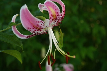 花と虫（カノコユリ、ツユムシ)