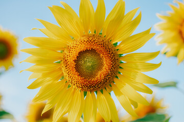 Obraz premium Sunflower natural background. Natural sunflower blooming in winter. 