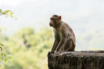 An Indian monkey (Indian macaques, bonnet macaques) sitting at the roof of an building