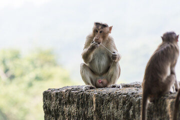 A male Indian monkey (Indian macaques, bonnet macaques)  eating seminal fluid after having sex