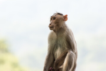 An Indian monkey (Indian macaques, bonnet macaques) sitting at the roof of an building